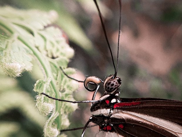 Ils aux papillons